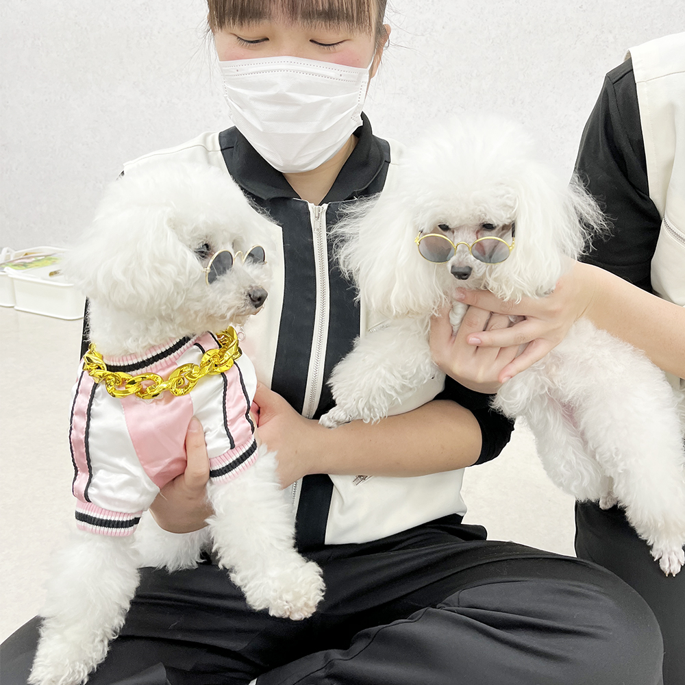 モデル犬の写真撮影会PART②